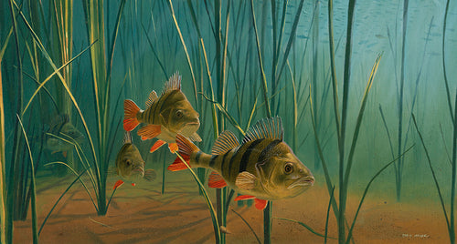 Original fish art of a perch shoal underwater amongst reeds by wildlife artist David Miller