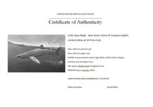 Load image into Gallery viewer, Celtic Deep Magic - Blue Shark, Fulmar &amp; Compass Jellyfish