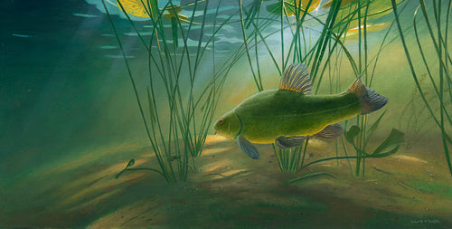Original fish art oil painting of a tench underwater by wildlife artist David Miller