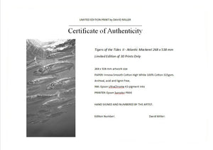 Tigers of the Tides II - Atlantic Mackerel