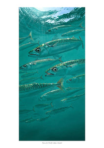 Tigers of the Tides II - Atlantic Mackerel