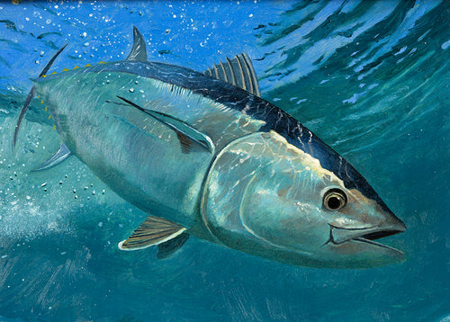 Bluefin Tuna Original Oil