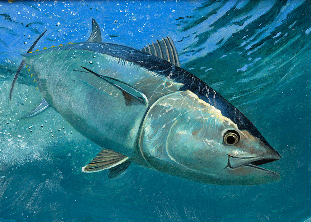 Bluefin Tuna Original Oil