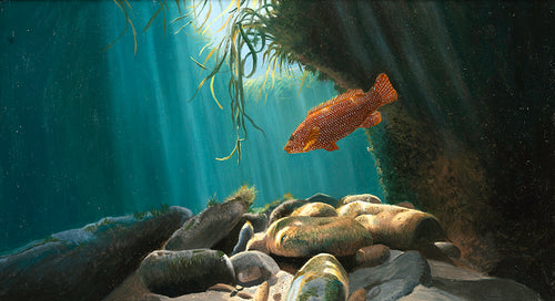 Oil painting of a wrasse swimming among rocks and kelp in an underwater scene.