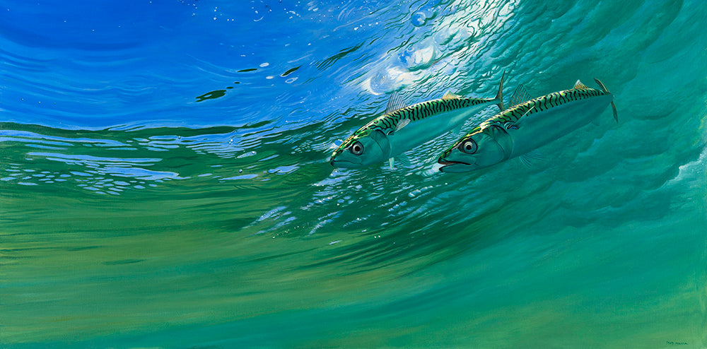 Mackerel swimming in the surf