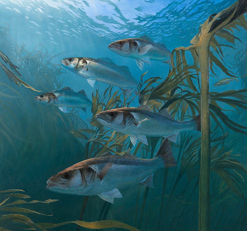 Bass in the Kelp Forest Original Oil | David Miller Art – David Miller ...