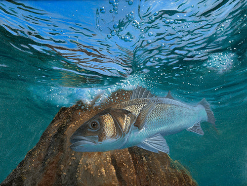 Original oil study of a European Bass underwater by wildlife artist David Miller