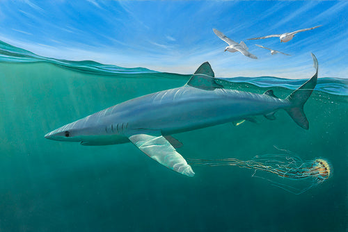 Blue shark swimming in the Celtic Deeps.  Split-screen with fulmars and compass jellyfish