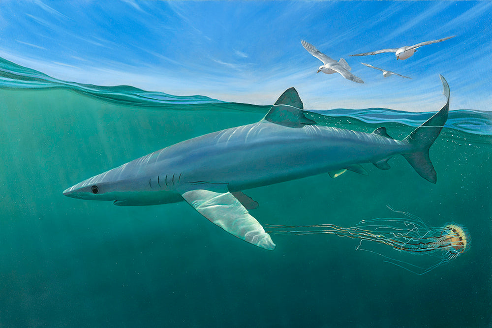 Blue shark swimming in the Celtic Deeps.  Split-screen with fulmars and compass jellyfish