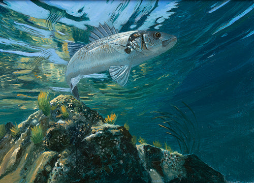 Daily painting in oils of a European bass underwater by artist David Miller