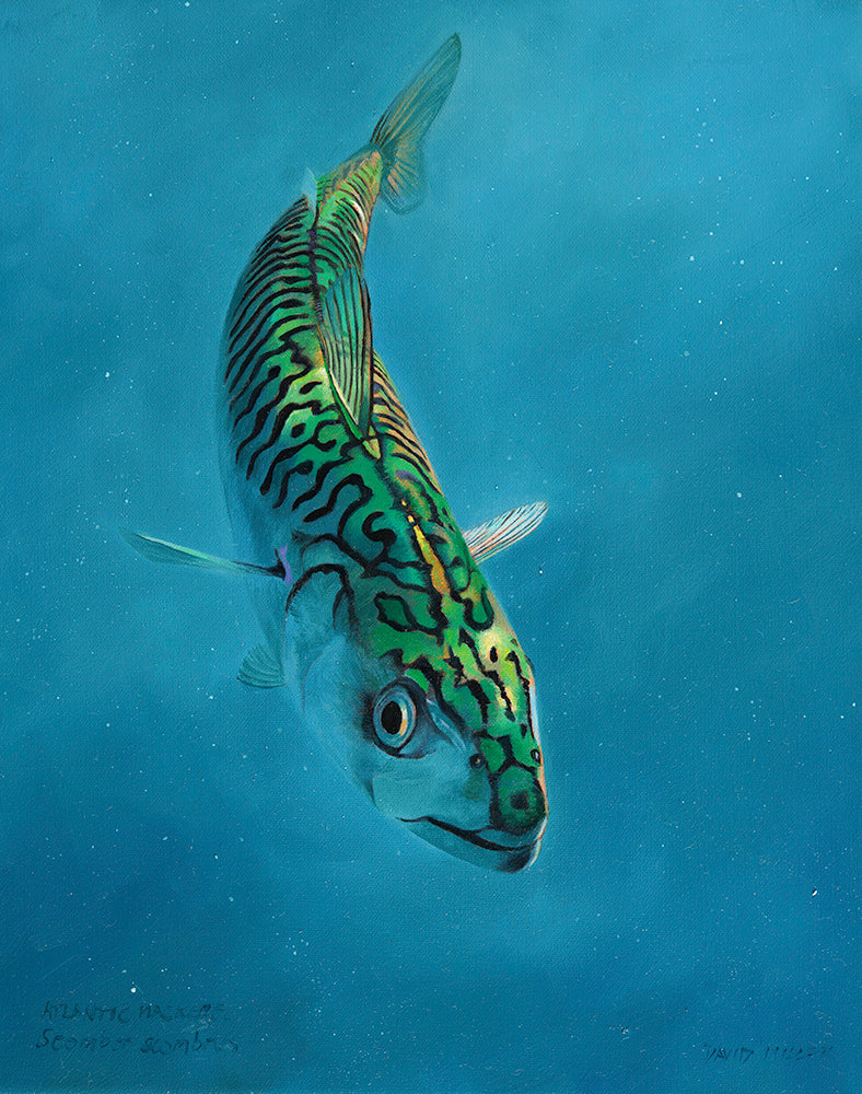 Mackerel Study 9 Original Oil – David Miller Fish & Wildlife Art