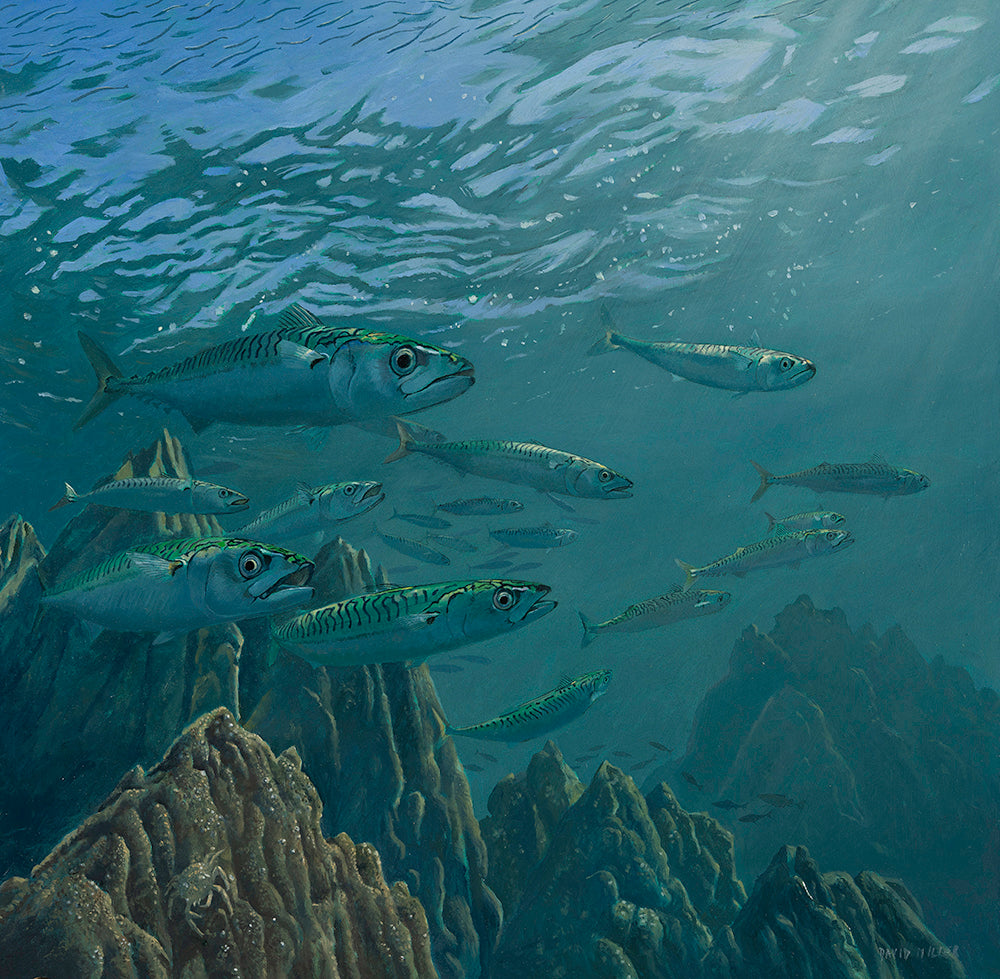 At the Edge of the Reef - Mackerel, Pollock & Sand-Eels, Original Oil
