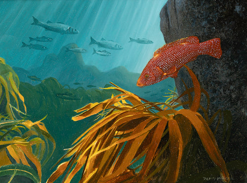 Oil painting of a ballan wrasse on the reef with a European bass shoal in the background. Artist David Miller.