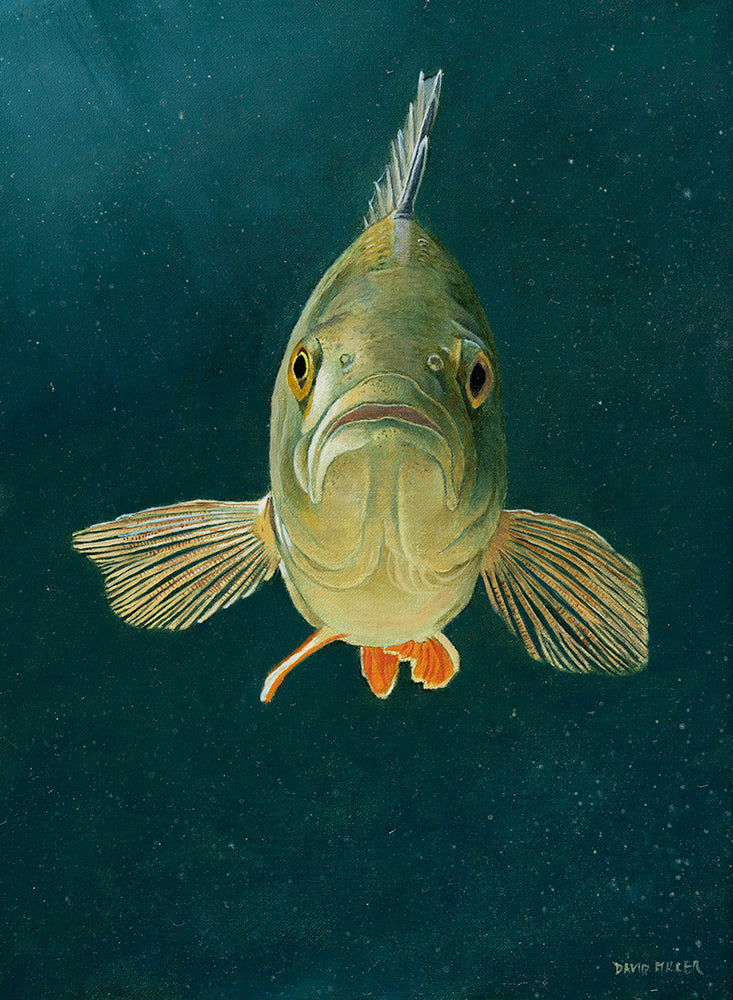 Perch Study II | David Miller Art – David Miller Fish & Wildlife Art
