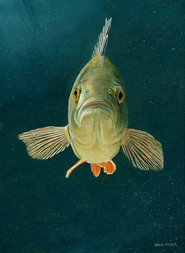 Oil study of a European perch underwater by artist David Miller