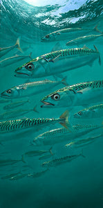 Oil painting of a school of mackerel swimming underwater