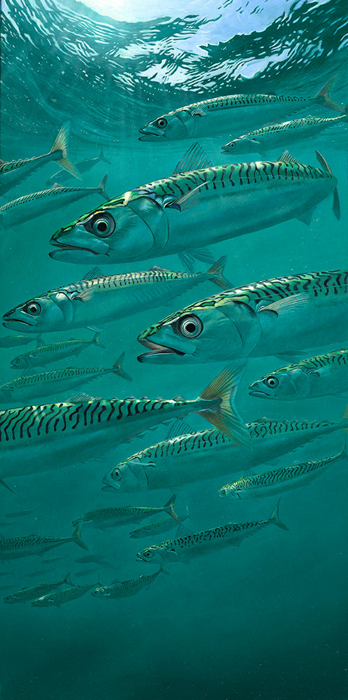 Tigers of the Tides II - Atlantic Mackerel