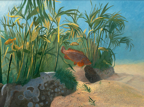 Ballan wrasse and corkwings on a Pembrokeshire reef. Oil painting by David Miller