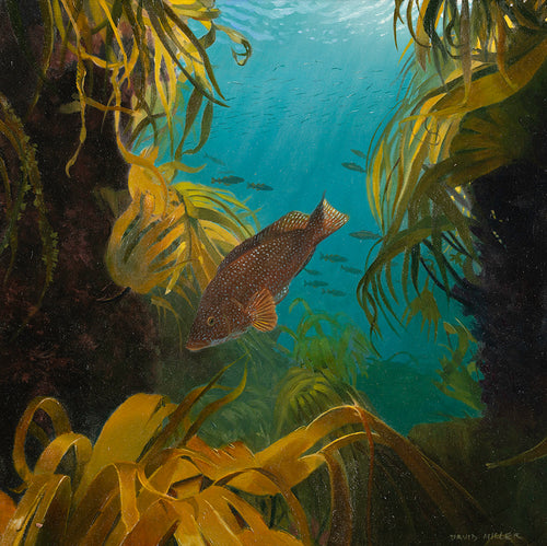 Wrasse among kelp in an underwater scene, Pembrokeshire. oil painting by David Miller.
