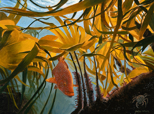 Original oil painting of a ballan wrasse swimming amongst waving kelp underwater.
