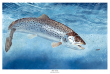 Load image into Gallery viewer, EA Sea Trout 2014-15