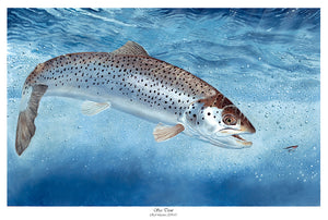 EA Sea Trout 2014-15