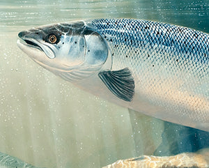 Atlantic Salmon