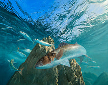 Load image into Gallery viewer, The Chase - bass, mackerel and sand eels