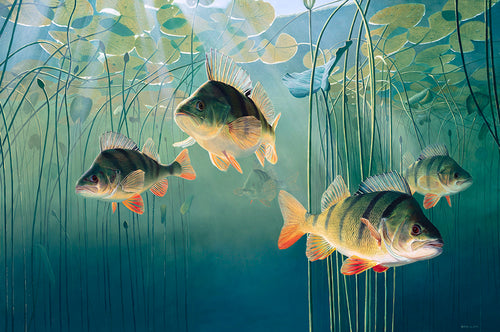 Art print of european perch, Perca fluviatilis, underwater fish by artist david miller