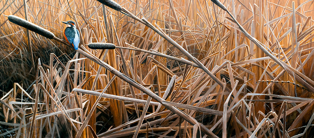 Art print of a European kingfisher perched amongst greater reedmace by wildlife artist David Miller.