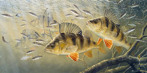 a swagger of perch limited edition fish print by artist david miller.