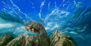 European bass and mackerel underwater.  Fish art print by wildlife artist david miller