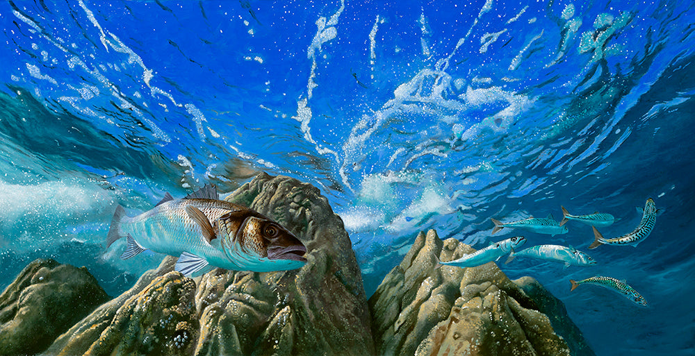 European bass and mackerel underwater.  Fish art print by wildlife artist david miller