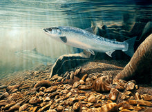 Load image into Gallery viewer, Atlantic Salmon