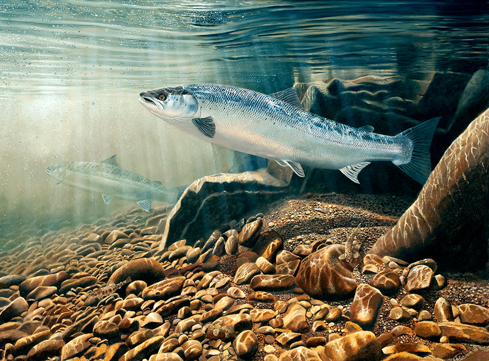 Atlantic Salmon