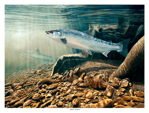 Atlantic Salmon