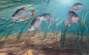 European roach underwater fish art  print by artist david miller