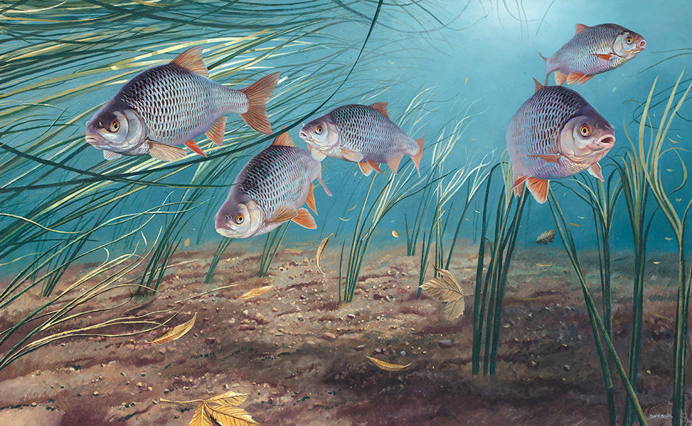 European roach underwater fish art  print by artist david miller