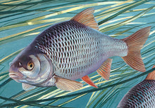 Load image into Gallery viewer, Detail of a European roach from the fish art print Autumn Roach by David Miller.