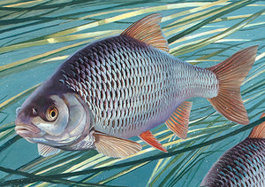 Detail of a European roach from the fish art print Autumn Roach by David Miller.