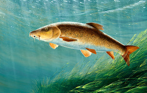 Underwater barbel fish art print. Rod Licence paintings by David Miller