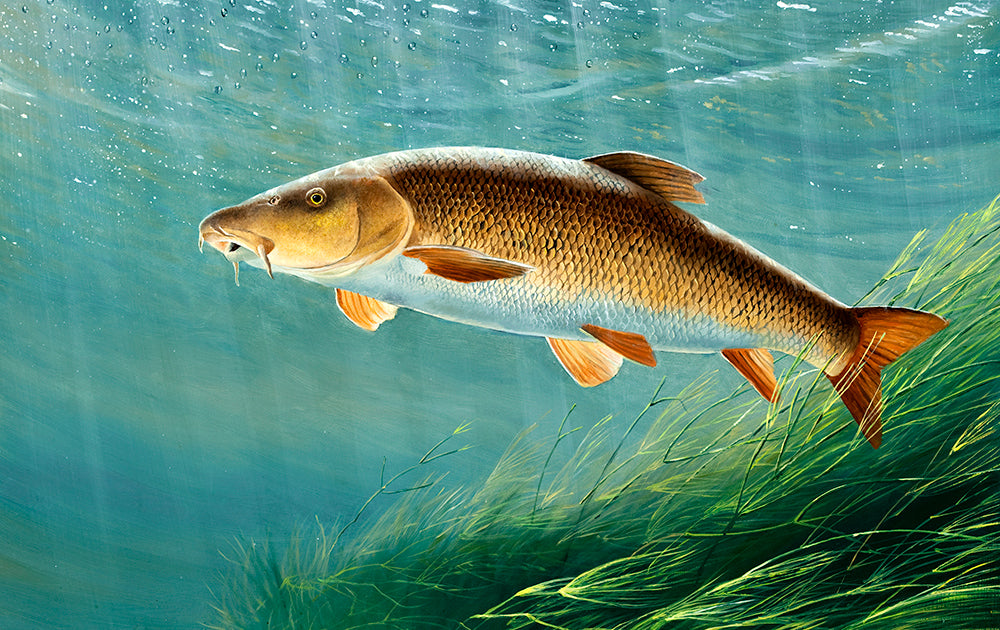 Underwater barbel fish art print. Rod Licence paintings by David Miller