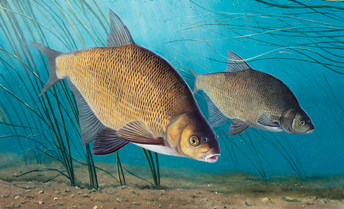 EA Rod Licence underwater bream fish art print by wildlife artist David Miller