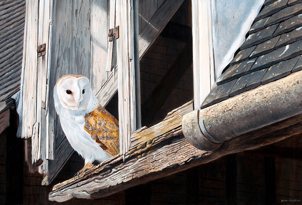 Bird art print of a barn owl perched on the edge of an old barn window.  from an original painting by artist David Miller