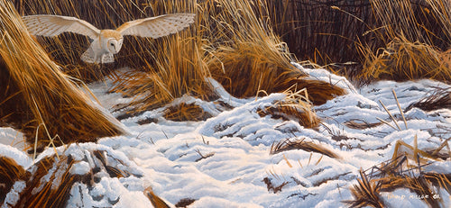 Winter Barn Owl. Bird art print of a barn owl hunting in a winter landscape by wildlife artist david miller