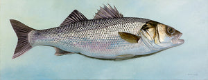 Portrait of a european bass, fish art print by david miller