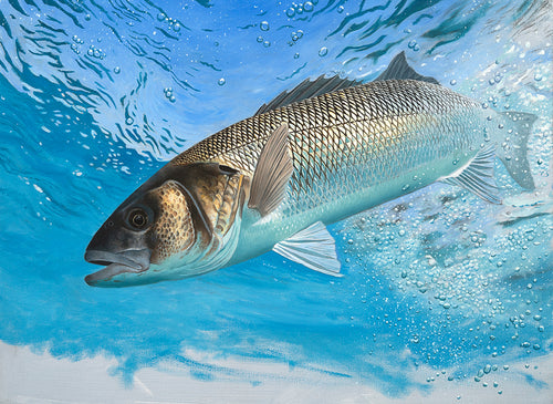Underwater European bass fish art by david miller