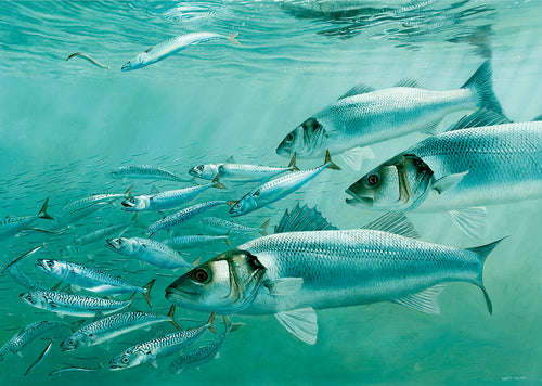 Bass, mackerel and sand-eels underwater fish art by david miller