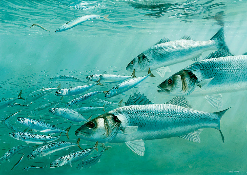 Bass, mackerel and sand-eels underwater fish art by david miller
