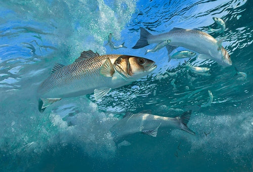 Hunters in the Surf. Underwater bass hunting herring by wildlife artist David Miller